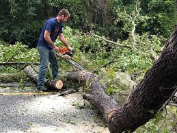 How Our Tree Care Process Works  in  Northport, AL